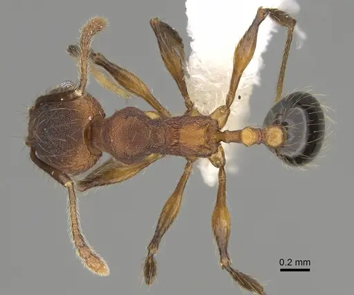 Pheidole rima - CASENT0646693