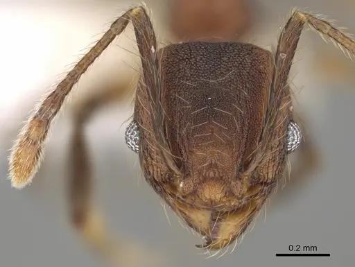 Pheidole rima - CASENT0646693