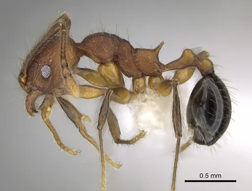 Pheidole rima - CASENT0646693