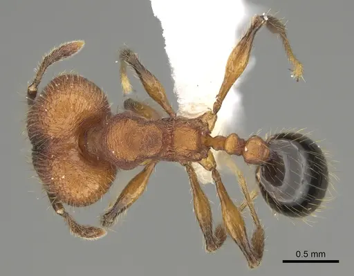Pheidole rima - CASENT0646694