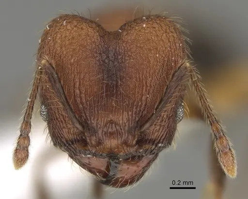 Pheidole rima - CASENT0646694