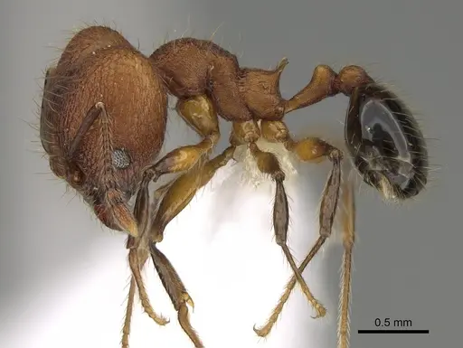 Pheidole rima - CASENT0646694