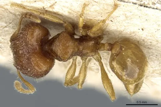 Pheidole rinae specimen
