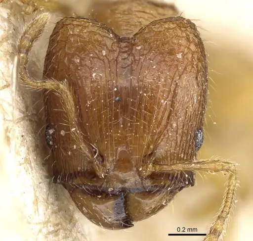 Pheidole rinae specimen