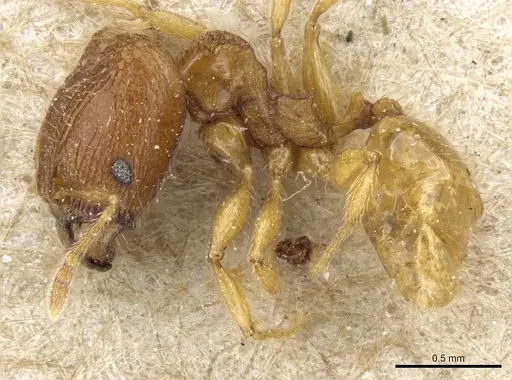 Pheidole rinae specimen