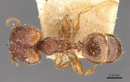 Pheidole risii specimen