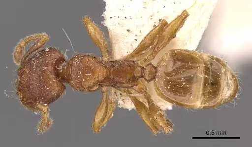Pheidole risii - CASENT0908199