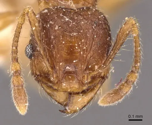 Pheidole risii - CASENT0908199