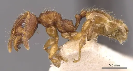 Pheidole risii - CASENT0908199