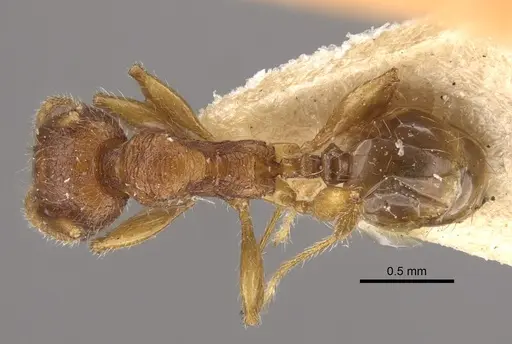 Pheidole risii - CASENT0917783