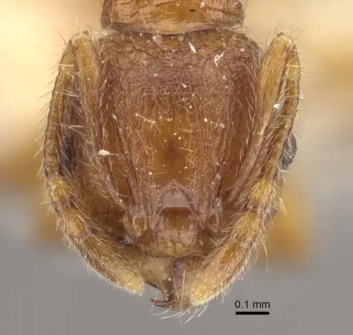 Pheidole risii - CASENT0917783