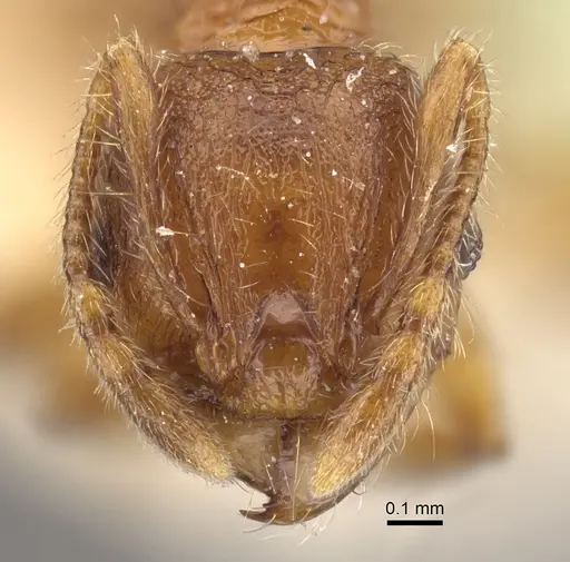 Pheidole risii - CASENT0917783