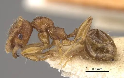 Pheidole risii - CASENT0917783
