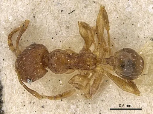 Pheidole risii - CASENT0922215