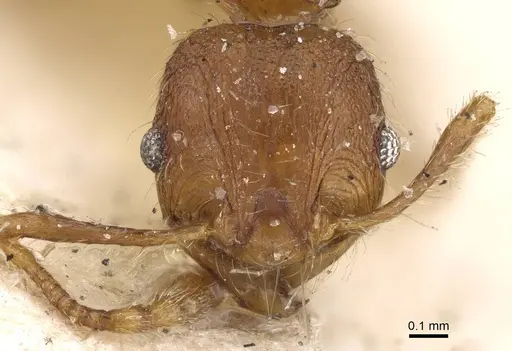 Pheidole risii - CASENT0922215