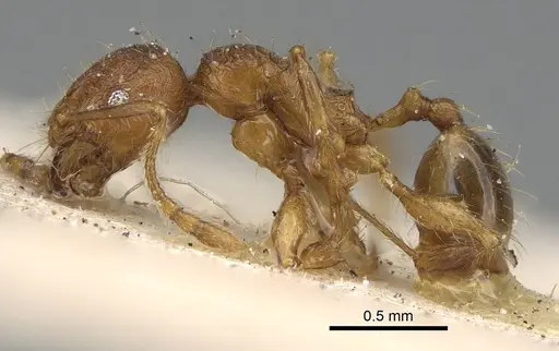 Pheidole risii - CASENT0922215