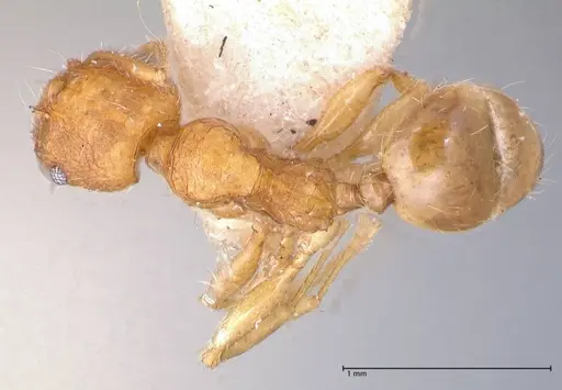 Pheidole risii - FOCOL0623-1