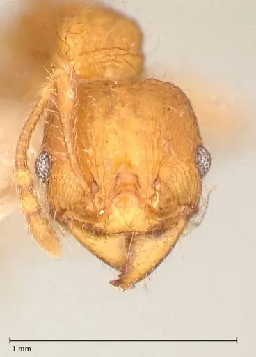 Pheidole risii - FOCOL0623-1