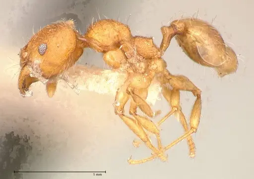 Pheidole risii - FOCOL0623-1