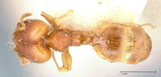 Pheidole risii - FOCOL0623-2