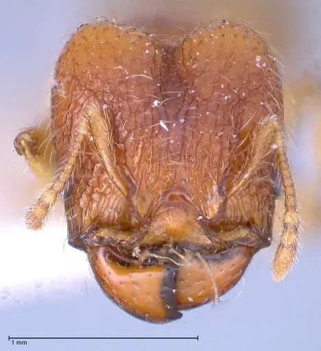 Pheidole risii - FOCOL0623-2