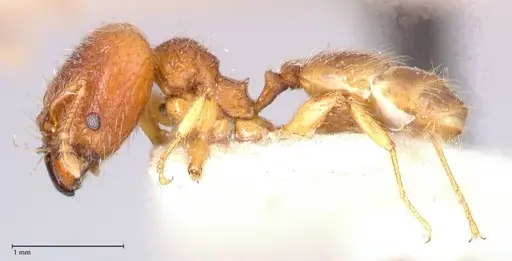 Pheidole risii - FOCOL0623-2