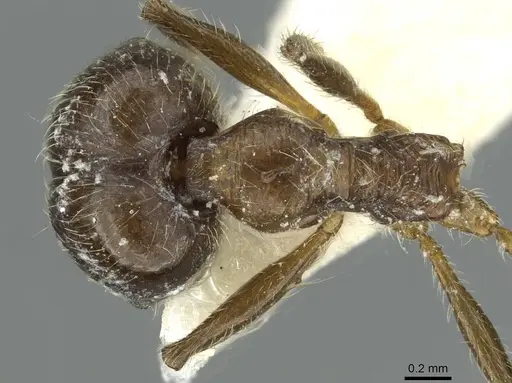 Pheidole riveti specimen