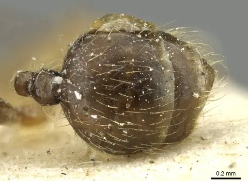 Pheidole riveti specimen