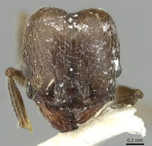 Pheidole riveti specimen