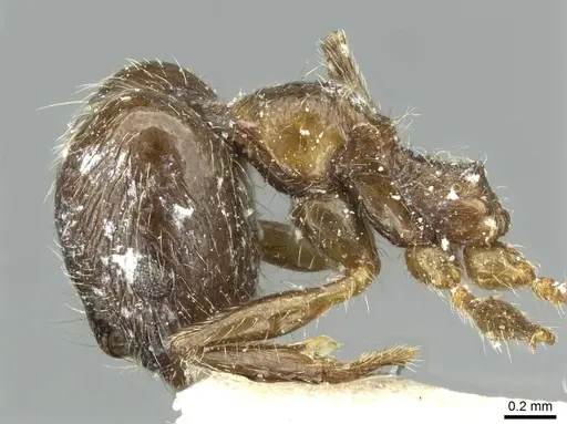 Pheidole riveti - CASENT0913420