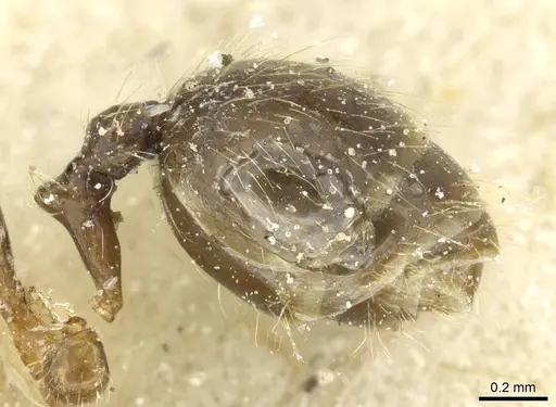 Pheidole riveti - CASENT0913420