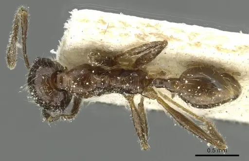 Pheidole riveti - CASENT0913421