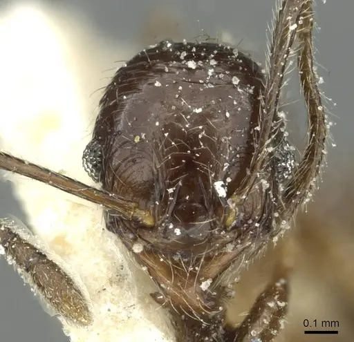 Pheidole riveti - CASENT0913421
