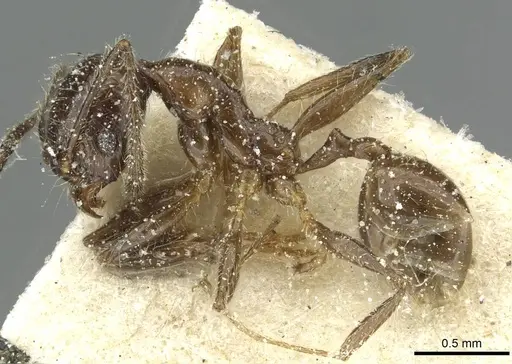 Pheidole riveti - CASENT0913421