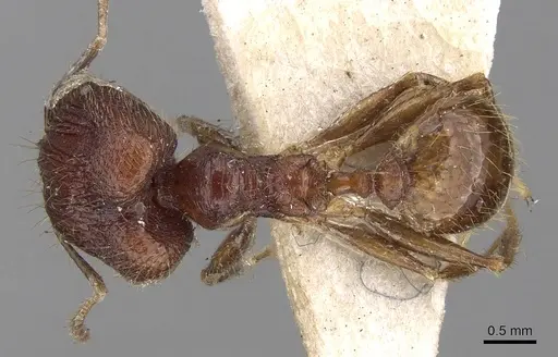 Pheidole roberti specimen