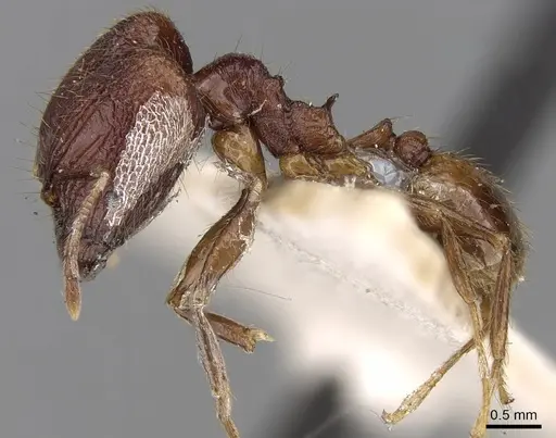 Pheidole roberti specimen