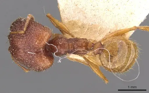 Pheidole roberti - CASENT0907945