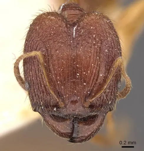 Pheidole roberti - CASENT0907945