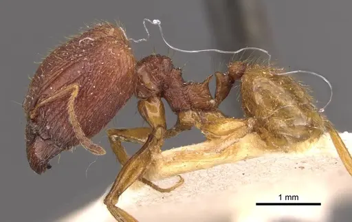 Pheidole roberti - CASENT0907945