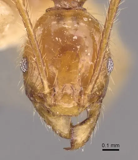 Pheidole roberti - CASENT0907946
