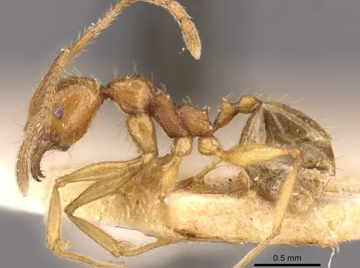 Pheidole roberti - CASENT0907946