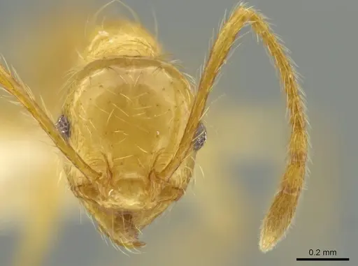 Pheidole rochai specimen