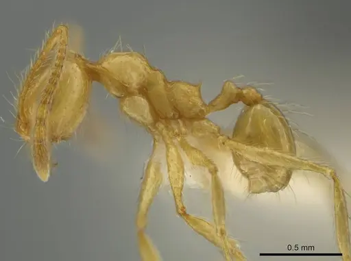 Pheidole rochai specimen