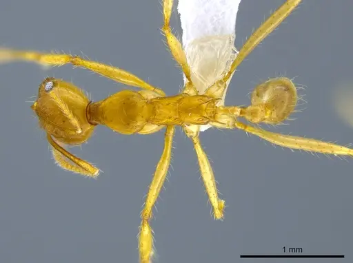 Pheidole rogeri specimen