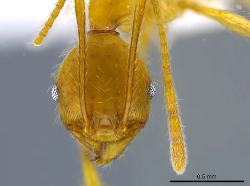 Pheidole rogeri specimen