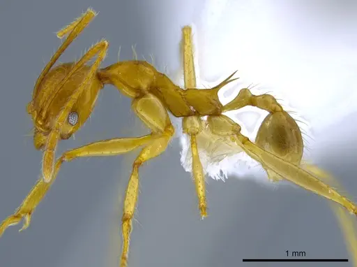 Pheidole rogeri specimen