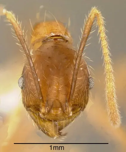 Pheidole rogeri - CASENT0635519