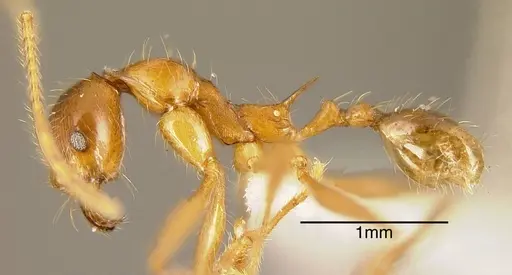 Pheidole rogeri - CASENT0635519