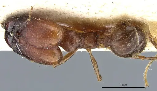 Pheidole rogeri - CASENT0904329