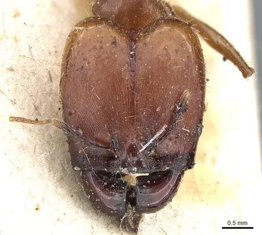 Pheidole rogeri - CASENT0904329